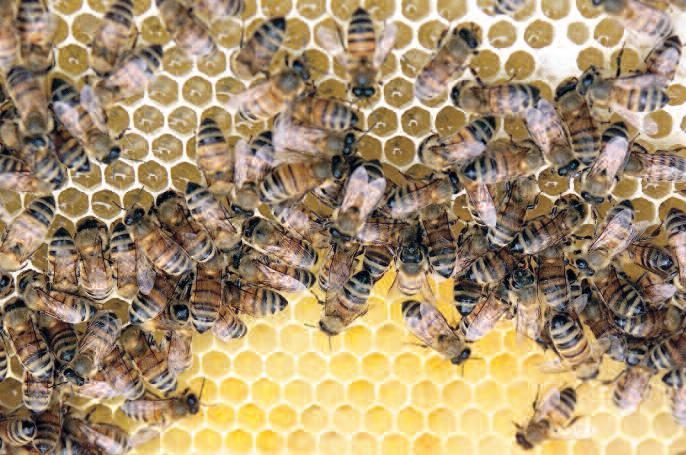 Der Angepasste Brutraum kann mit allen europäischen Bienenrassen realisiert werden. Er lässt sich direkt aus dem Verhalten von Naturschwärmen und ihres Brutraumaufbaus ableiten.