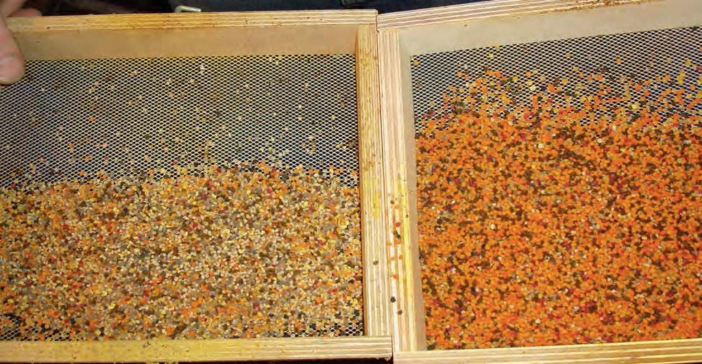 Im gleichen Stand von 2 verschiedenen Völkern so unterschiedliche Farben der Pollen.