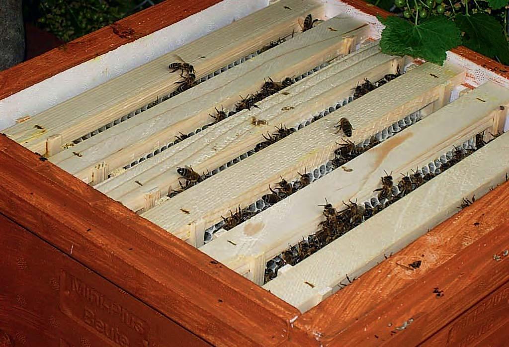 Um den Wassergehalt im Honig niedrig zu halten, können wir das leere Futtergeschirr aufsetzen.