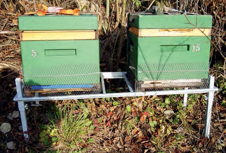 November: Zeit für die Weiterbildung des Imkers Der November ist weder bei den Bienen noch beim Imker besonders beliebt.