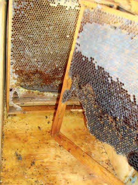 Der offene Boden hat verschiedene Vorteile: Die Bienen werden ausreichend belüftet und im Hinblick auf die Varroaentwicklung gehen die Bienen früher aus der Brut und fangen durch den kalten Sitz auch