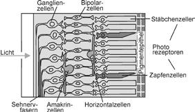 Erster Schritt Erzeugung der Nervenimpulse Die Netzhaut verlagerter Teil der Gehirnoberfläche.