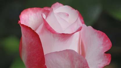 Rosa oder Blau sind das Merkmal dieser von Mai bis August blühenden