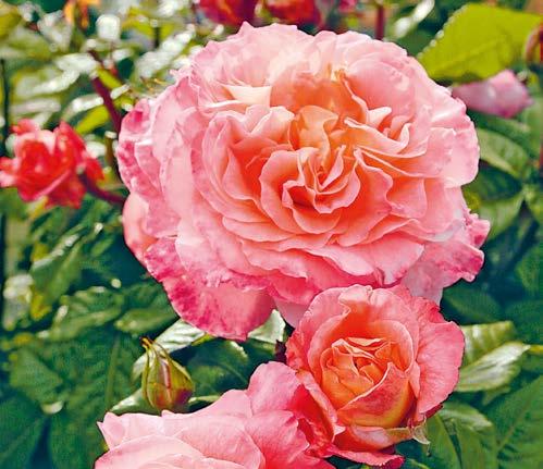 Duftrose Edelrose Augusta Luise Robuste und reich blühende nostalgische Rosensorte mit farblich changierenden Blüten.
