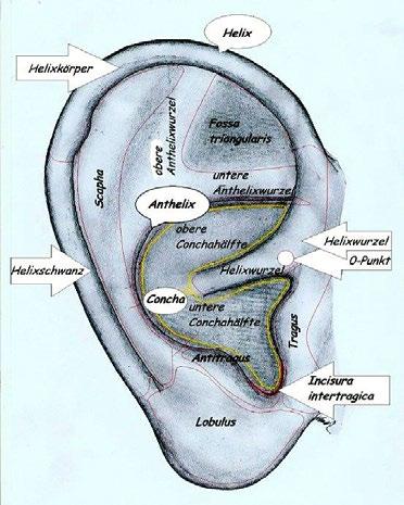 Visuelle Diagnostik des Ohres Professionell betrachten wir Ohren eigentlich nur, um Erkenntnisse im Zusammenhang mit einer Erkrankung zu gewinnen.