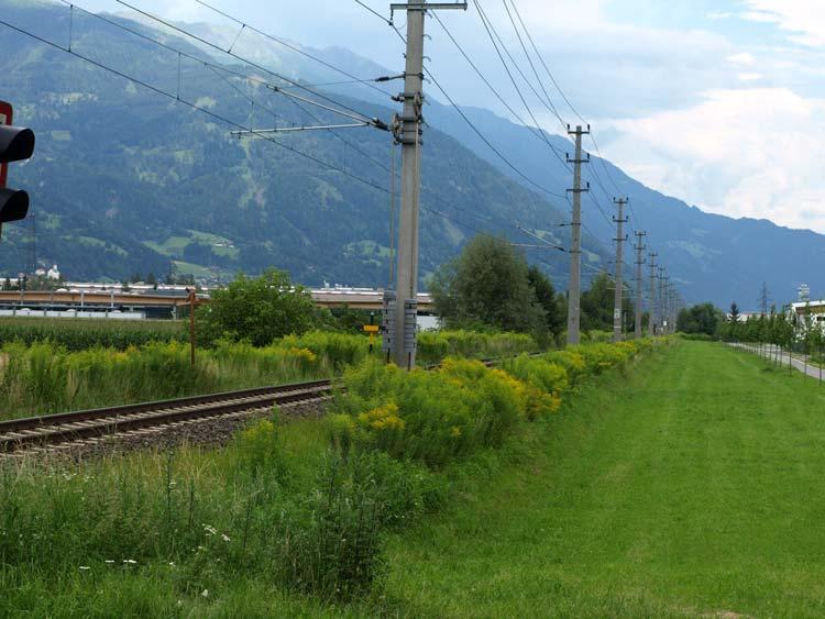 Solidago canadensis als wichtigster Neophyt in Osttirol In den Dörfern noch häufig in Gärten kultiviert, gelangt die Art leicht mit