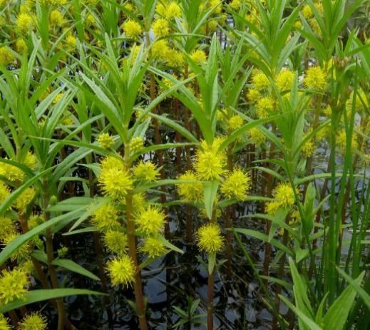 Lysimachia thyrsiflora