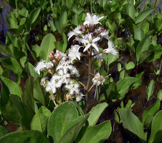 Menyanthes trifoliata Fieberklee April -