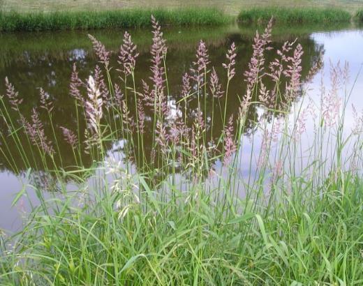 Peucedanum palustre Sumpf-Haarstrang, rötlich Juli