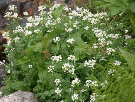 (in cm) 15-40 Caltha palustris