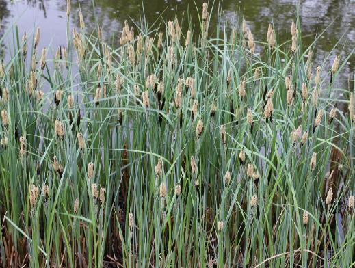 Carex acutiformis Scharfkantige od.