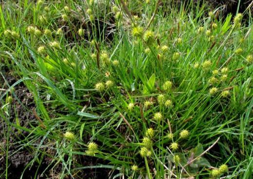 50-100 Carex flava Gelbe Segge lich