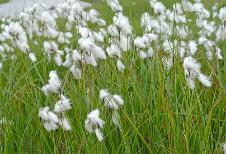 Dianthus superbus Pracht-Nelke rosa