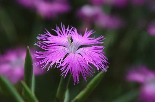 Sumpfzone (0-5cm), schattig Eriophorum