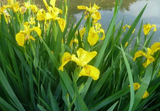 Iris pseudacorus Gelbe od.
