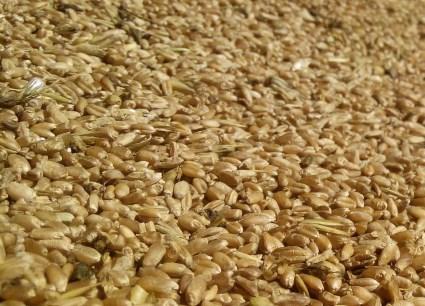 wertlos; sowie Getreide rufe häufig Allergien hervor (vor allem glutenhaltiges wie Weizen), sind weder wissenschaftlich haltbar, noch decken