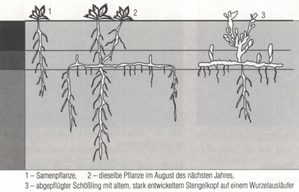 Abb. 3: Entwicklung der Ackerkratzdistel (aus: Wehsarg, 1954, Ackerunkräuter,