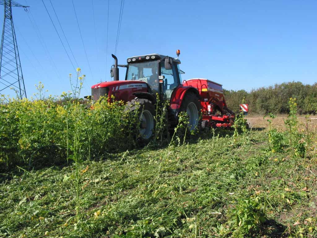 Direktsaat Winterroggen in Senf - Phaceliagründecke Versuchsvarianten Direktsaat 03.