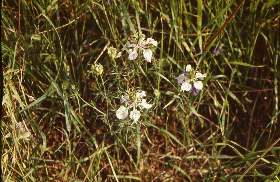 Schwarz-Kümmel (Nigella arvensis)
