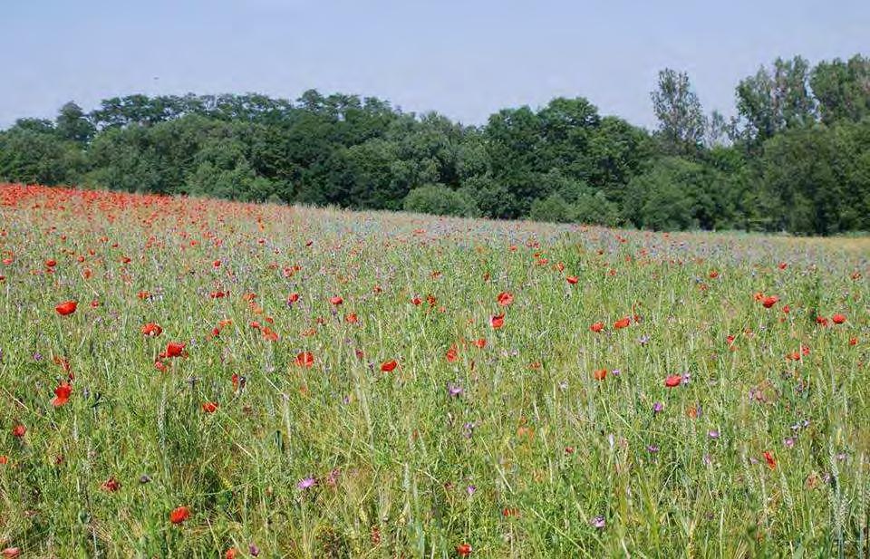 Schutzacker des LSH in