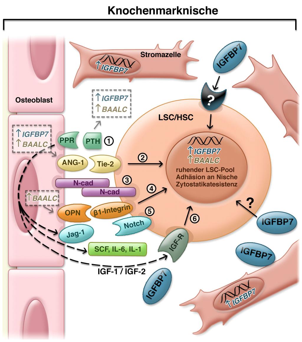 DISKUSSION 52 Abbildung 12. Hypothetisches Modell der Knochenmarknische unter Einfluss von BAALC und IGFBP7.