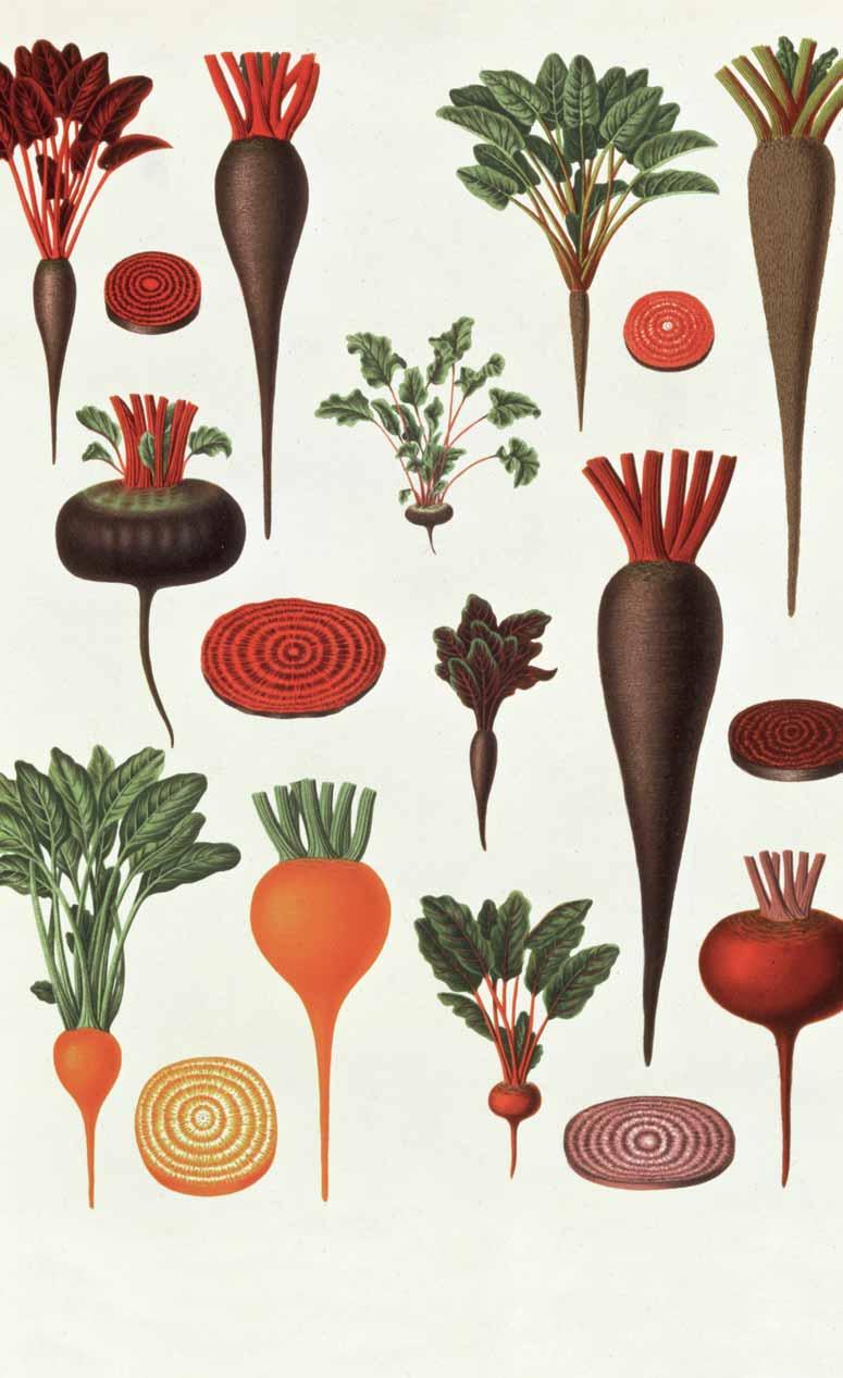 AUGUST SEPTEMBER 35. WOCHE ROTE BETE Beta vulgaris subsp. vulgaris Lange Zeit gehörte die Rote Bete nicht zu den beliebten Gemüsen.