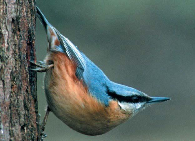 Vögel sind hervorragende Indikatoren für Natur und Umwelt; das Monitoring als Langzeitprojekt von BirdLife Österreich dokumentiert Bestandsänderungen bei häufigeren Arten in Kulturland und Wald seit