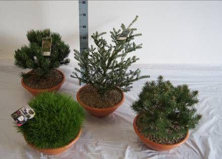 Pinus parviflora 'Glauca' 30-40 C3 Mädchenkiefer 5 Sciadopitys verticillata 30-40 C 4 Jap.