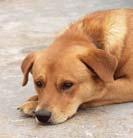 Hundehaltegesetz 2002, geforderten Hundekunde-Kurs werden folgende Termine angeboten: 8. Juni 2016, 19:00 Vereinshaus ÖGV Hundschule Perg Anmeldung und Infos (0650) 415 03 44 29.