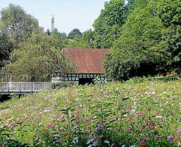 September 2016 Nummer 35 Blumenpracht in den Kirchwiesen Vom