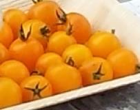 Den Haupttrieb mit einem Tomatenstab stützen. Regelmäßig ausgeizen. Vor Regen schützen. Clementine (Biosaatgut) 114 Eine Tomate mit sehr großen Fruchttrauben, mit runden, gelben Früchten.