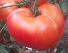 Bulgarisches Ochsenherz 174 Rosarote, große, runde bis flachrunde oder herzförmige Tomate mit dünner, weicher Schale.