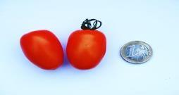 213 Col ACE Tomate mit hohem Anteil an Vitaminen