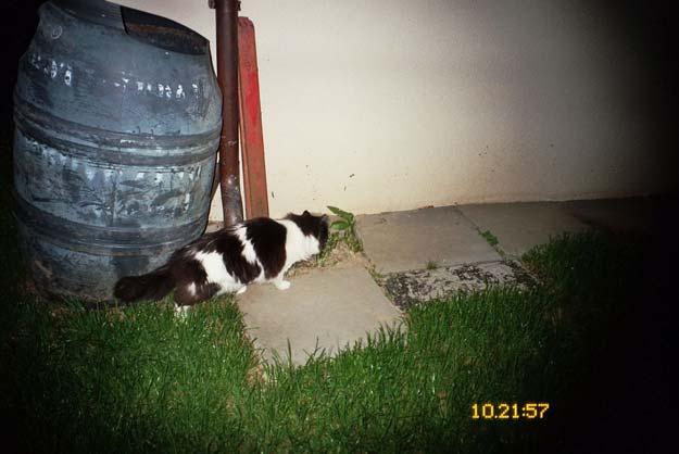 - 14. 05. 2008 12: Ist jemand zu Hause? Katze, 07.05.08 13: Schon wieder Besuch Marder, 07.