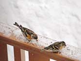 04/2010 Nichtamtlicher Teil Oederaner Anzeiger Stadt Oederan AUS DEN ORTSTEILEN Beobachtungen einiger Hobby-Vogelfreunde in Gahlenz Über Sinn oder Unsinn der Fütterung der Vögel im Winter streiten