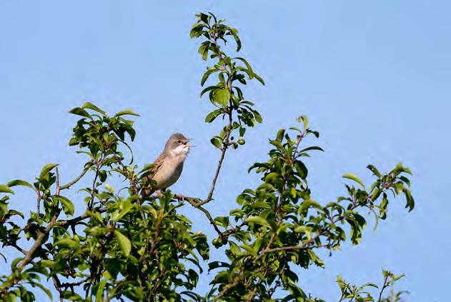 Wormanns unter Mitarbeit der Mitglieder der Naturkundlichen