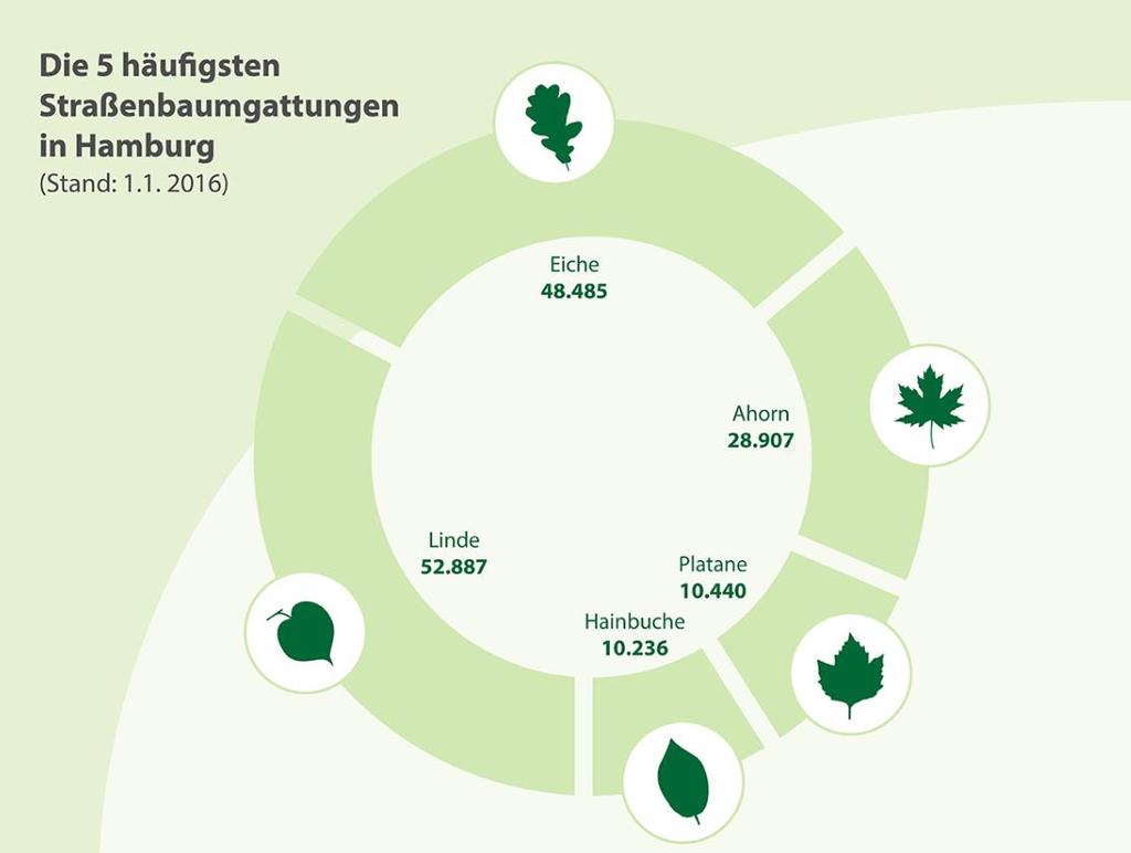 Bürger wünschen sich viel Grün in den Innenstädten Beispiel Hamburg: Linde und Eiche ca. 100.000 Bäume (ca.