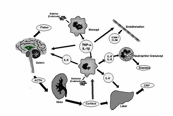 Es konnte nachgewiesen werden, dass man zwei unterschiedliche immunologische Phasen der Sepsis unterscheiden kann (97): eine Phase der überschießenden Immunreaktion (Hyperinflammation) mit sehr hohen