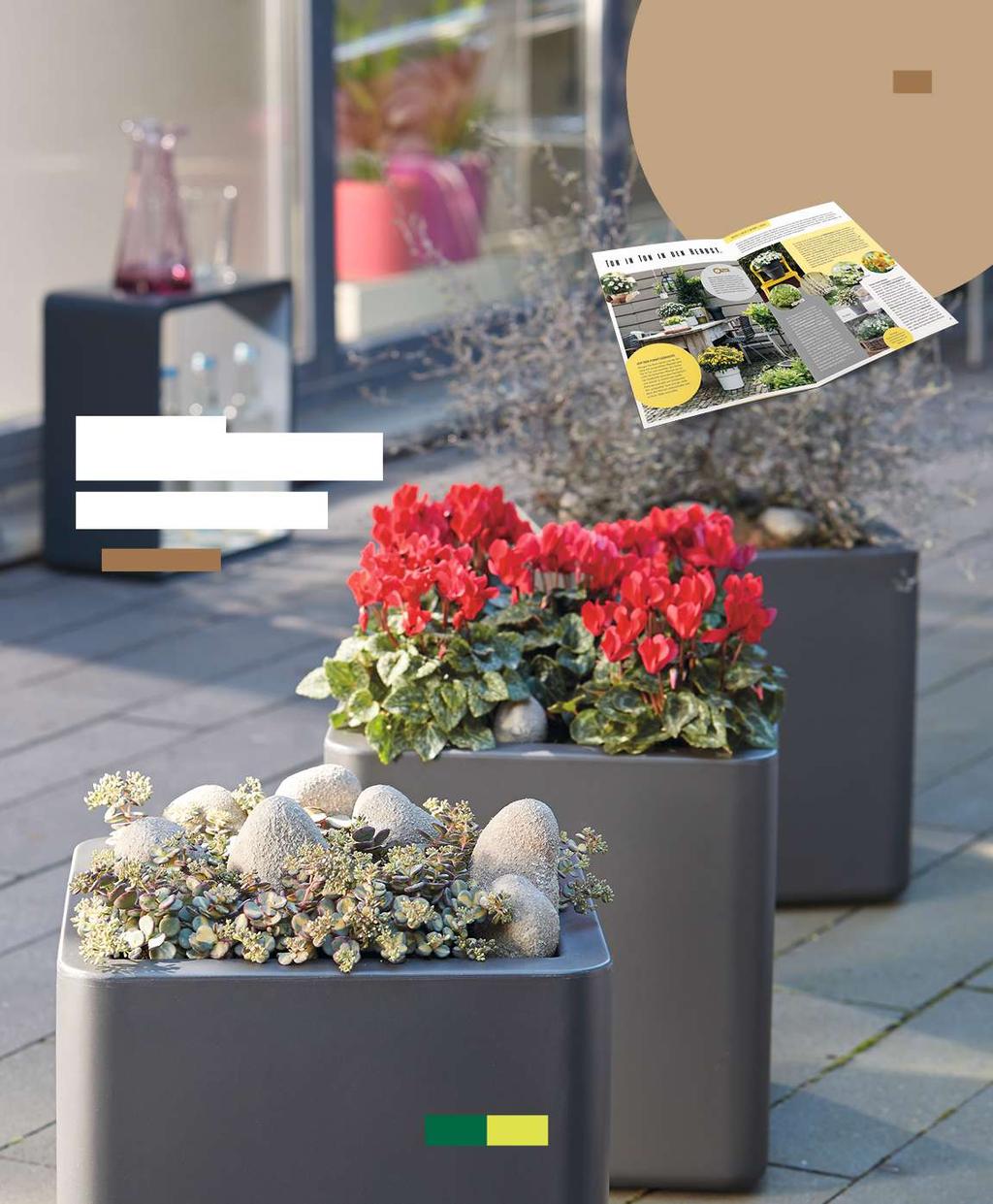 Abb. zeigt mehrere Exemplare Info Noch mehr Ideen für Ihren Ton-in-Ton - Herbstgarten gibt es jetzt in unserem Kundenmagazin "grüne