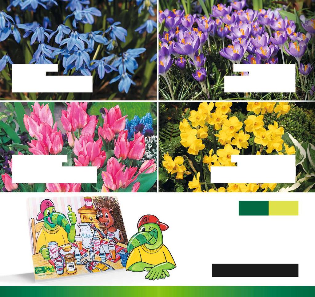 Alle Abbildungen zeigen mehrere Exemplare Fotos: C.P.M. Dobbe Floramedia BLAUSTERNCHEN SCILLA SIBERICA Blüte: blau Blütezeit: März April Höhe: ca.