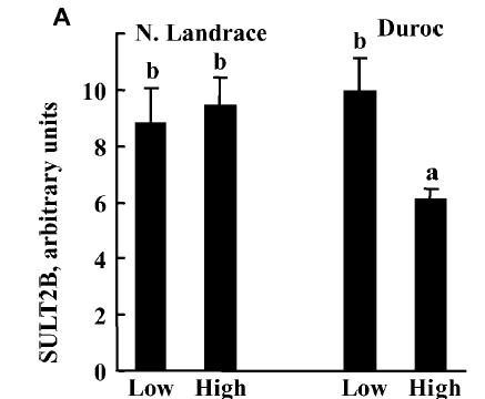 Aktivität Androstenon-abbauender Enzyme in der Leber bei selektierten Ebern