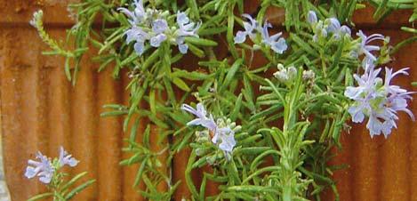 Wirkt magenstärkend, durchblutungsfördernd, nervenanregend. Blüten: Lila-blau. Blütezeit: Mai. Wuchs: Bis 1 m, Kleingehölz, Laub immergrün, aromatisch duftend. Standort: Sonnig, warm.