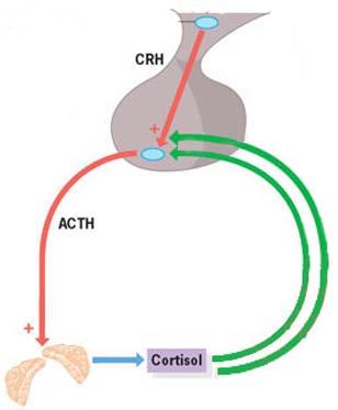 CRH-Test bei ACTH-Ektopie