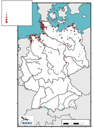 84 H. HÖTKER: Goldregenpfeifer in Deutschland im Oktober 2003 Goldregenpfeifer-Beobachtung im Oktober 2003 Golden Plovers in October 2003 Individuen/individuals 1 500 501 3000 3001 6000 6001 10.