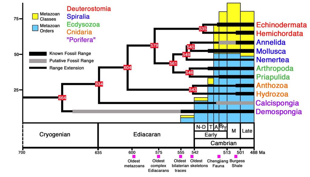 Zusammenfassung: Fossiler Bericht und Molecular Clock Präkambrium Kambrium 60 Nach Kevin Petersen & Andy