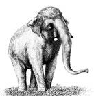 12-13 kannst du herausfinden welcher Elefant in einer Kaltzeit und welcher in