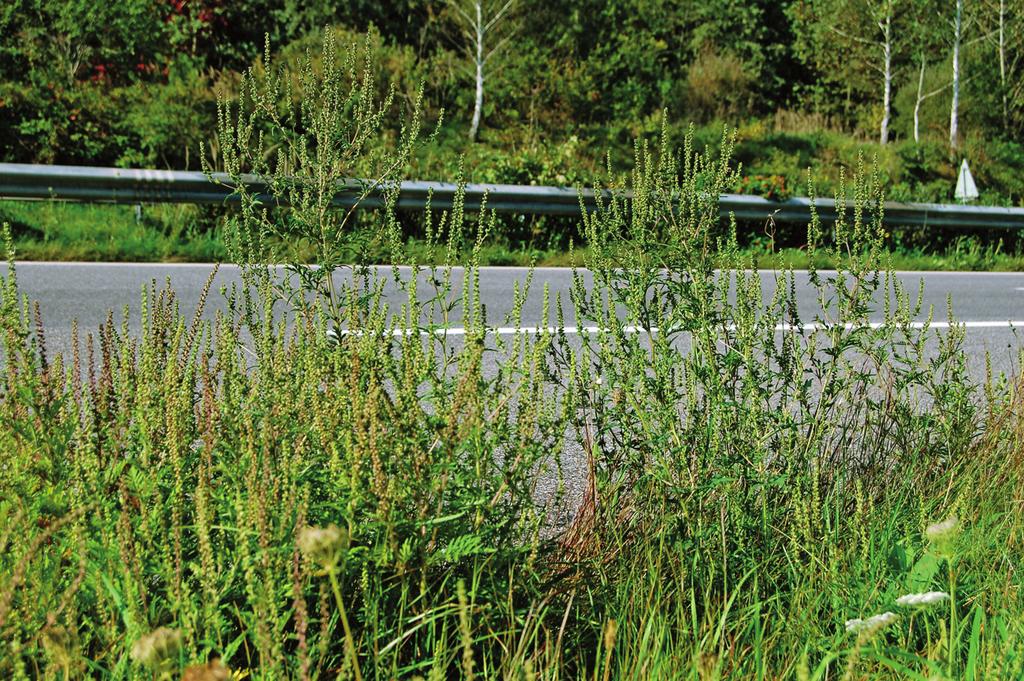 39 Zwander et al.: Der Pollenflug in Kärnten 26 Abb. 15: Im Bereich der A11 zwischen dem Karawankentunnel und Villach konnten im Herbst 26 größere Ambrosia-Bestände beobachtet werden. Foto: H.