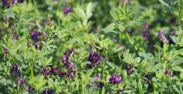 Daher unsere Empfehlung, nutzen Sie: PLATO-Luzerne-Grasmix Mehrjährig, für frische und trockene, kalkreiche Lagen, 3-4 Nutzungen, ideales Verhältnis von Protein- und Energiegehalt, schmackhaft,