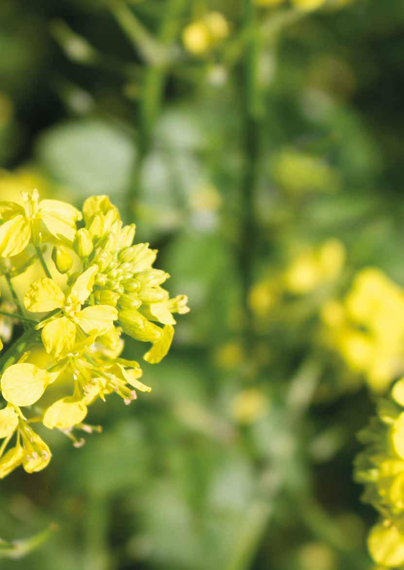 PIRAT - Unser spätblühender Gelbsenf Vorteile der späten Blüte Aussaat bereits ab Mitte August möglich geringe Neigung zum Aussamen, lange Vegetationsperiode