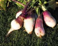 Die weiße, violettköpfige Rübe sitzt nur flach im Boden. In Verbindung mit einem wüchsigen, gesunden Blatt eignet sich SAMSON sehr gut für die maschinelle Ernte.
